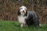 BEARDED COLLIE 333